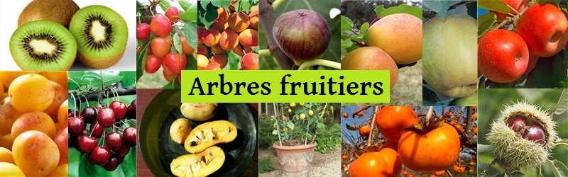mix-arbres-fruitiers-1