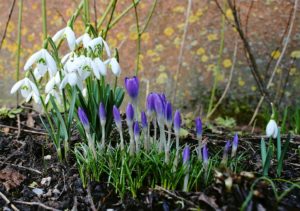 crocus-
