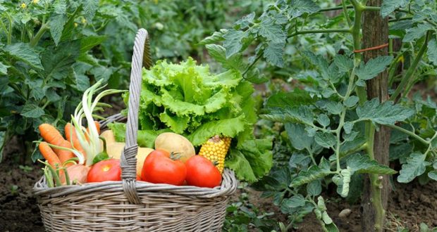 Bonnes et mauvaises associations de légumes au potager Bonnes et mauvaises associations de légumes au potager