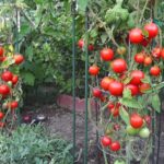 astuce-jardin-plant-tomate