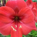 Amaryllis1