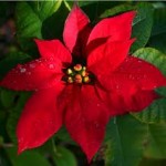 Poinsettia