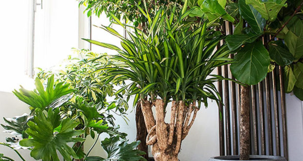 extraordinaire-plante-appartement-plantes-interieur-jardierie riera venelles