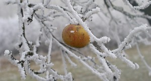 Traitement d’hiver – Insecticide