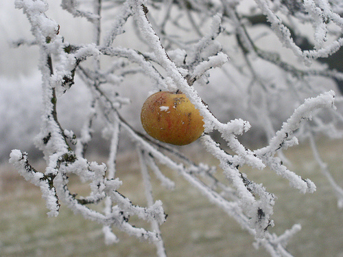 Traitement d’hiver – Insecticide Traitement d’hiver – Insecticide