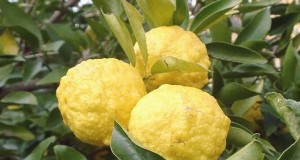 Citron Yuzu