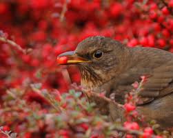 birds