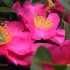 Camellia Japonica