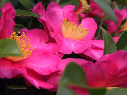 Camellia Japonica