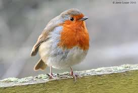Bien nourrir les oiseaux en hiver