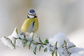 oiseaux