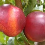 nectarine