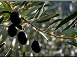 oliviere