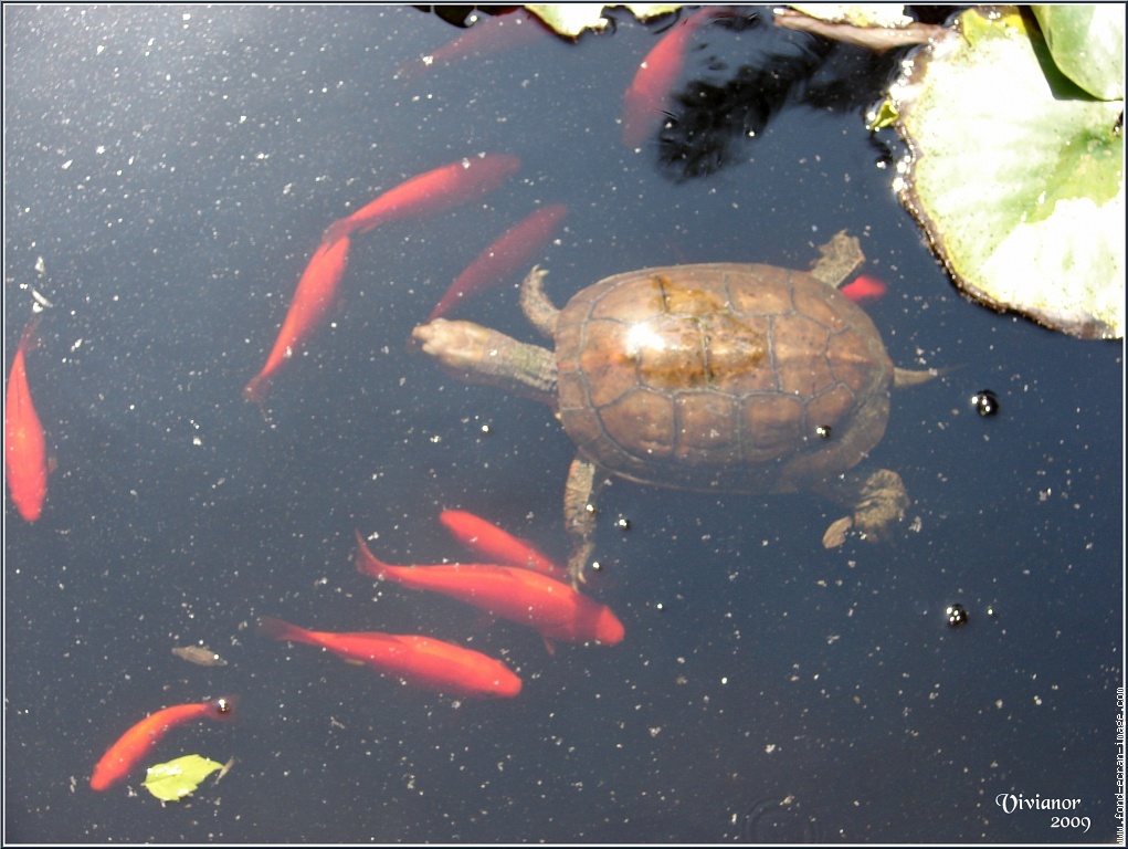 jardin majorelle tortue et poisson dans le bassin aux nenuphars