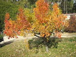 Arbres fruitiers et petits fruits