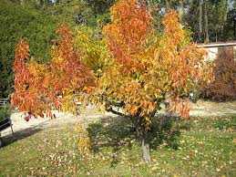 Arbres fruitiers et petits fruits