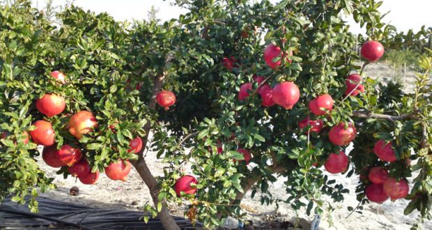 Le Grenadier de Provence