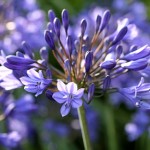 AGAPANTHUS 'ROSEWARNE'