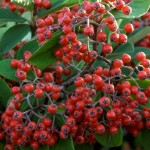 COTONEASTER LAITEUX