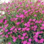 Dianthus-deltoides-rosea-8923-1