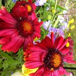 GAILLARDE 'BOURGOGNE'