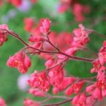 HEUCHERA BRIZOÏDES 'PLUIE DE FEU'