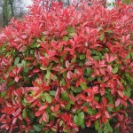 PHOTINIA RED ROBIN riera