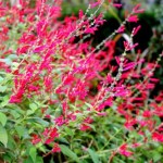 SALVIA RUTILANS