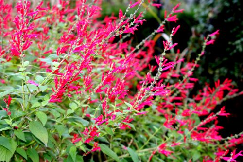 VIVACES À LONGUE FLORAISON - Jardinerie Riera