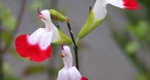 Fleurs en septembre