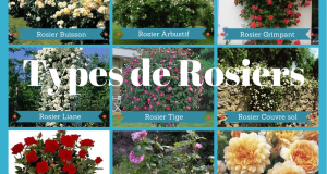 Les types de rosiers