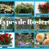 Les types de rosiers