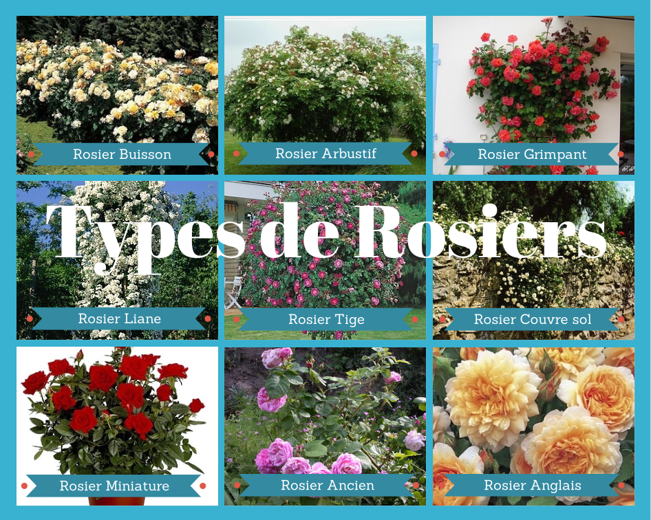 Guide des variétés de rosiers buisson