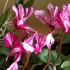 LES FLEURS D’AUTOMNE