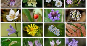 Fleurs en Septembre