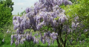 Taille d’Entretien de la Glycine