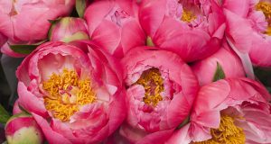 Entretien des pivoines