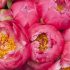 Entretien des pivoines