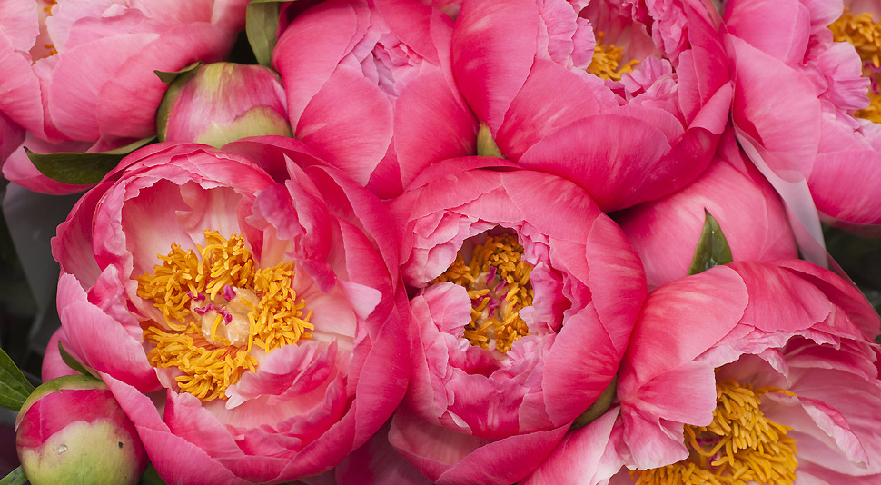 Faut Il Couper Les Fleurs Fanées Des Pivoines