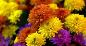 Pourquoi les chrysanthèmes sont-elles les fleurs de la Toussaint ?
