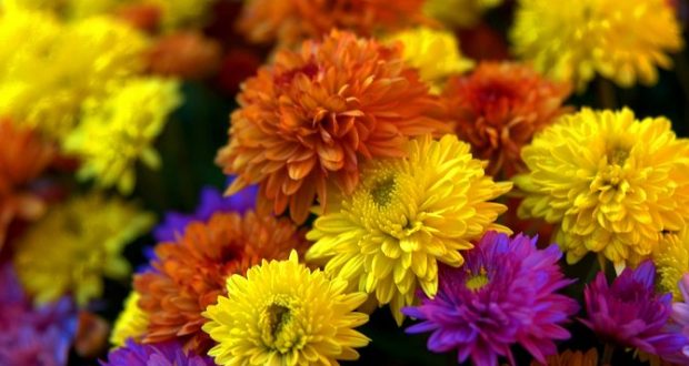 Pourquoi les chrysanthèmes sont-elles les fleurs de la Toussaint ?