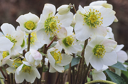 hellebores-rose-noel