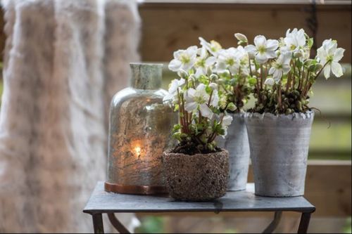 hellebores