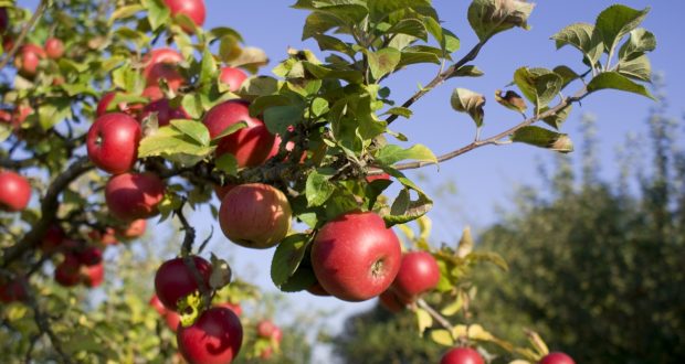 Arbres fruitiers en novembre