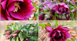 Les hellebores