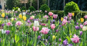 Plantation des bulbes de printemps