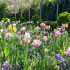 Plantation des bulbes de printemps