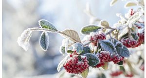 Protéger vos plantes en hiver