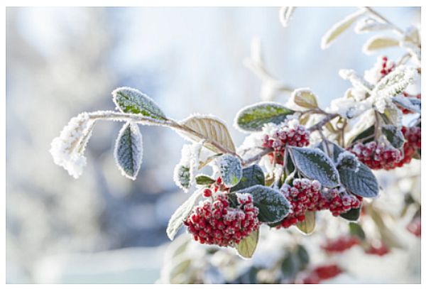 Protéger vos plantes en hiver