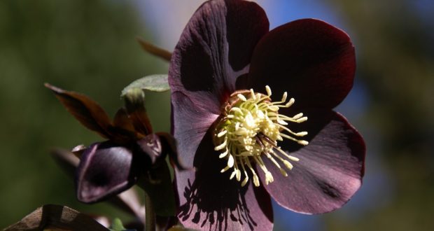 rose-de-noel